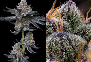 FLG: Let's Fucking Go!