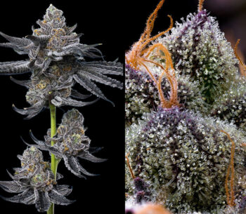 FLG: Let's Fucking Go!