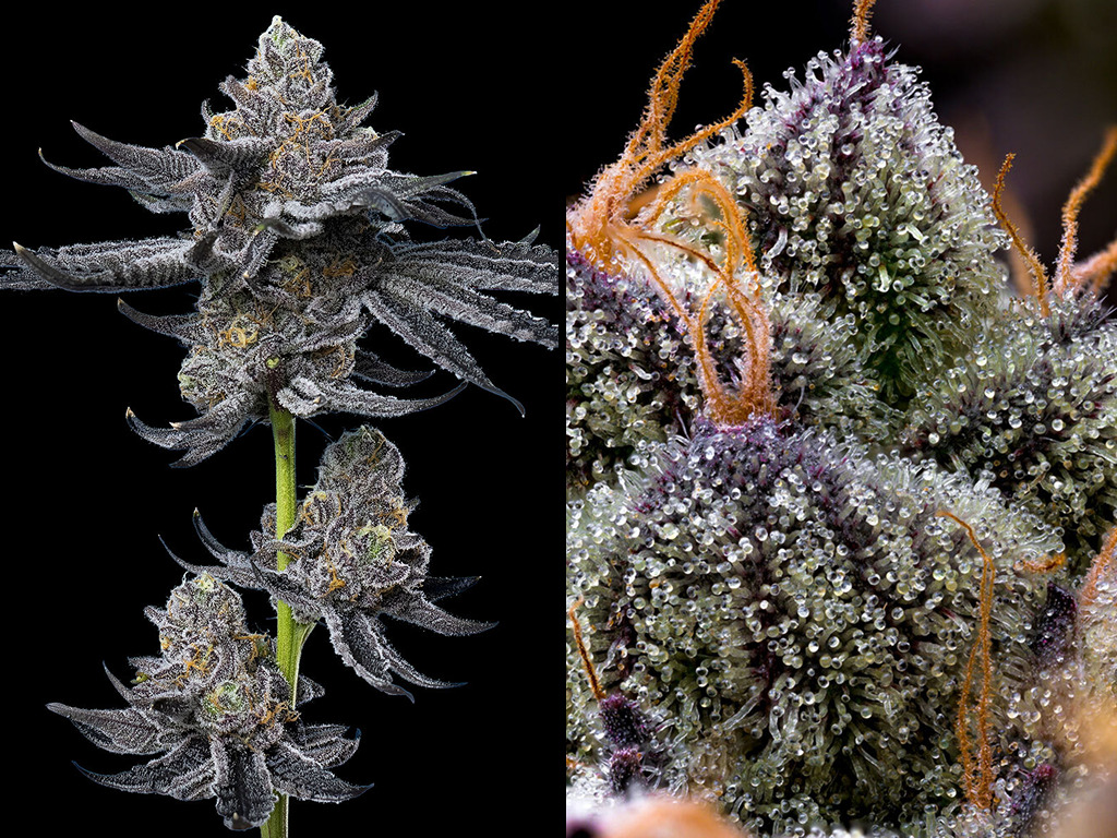 FLG: Let's Fucking Go!