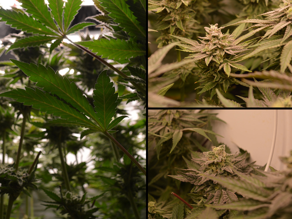 Frosty van de andere kant