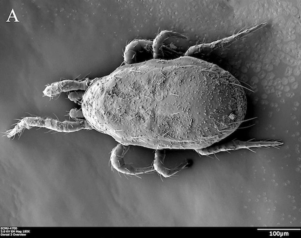 Neoseiulus Cucumeris roofmijt