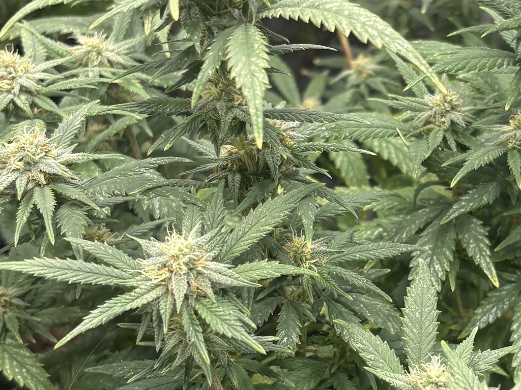 Trips sporen op wietplant