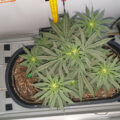 2 Thunder Banana's, 2 kweekkasten, 1 Willie Wietman