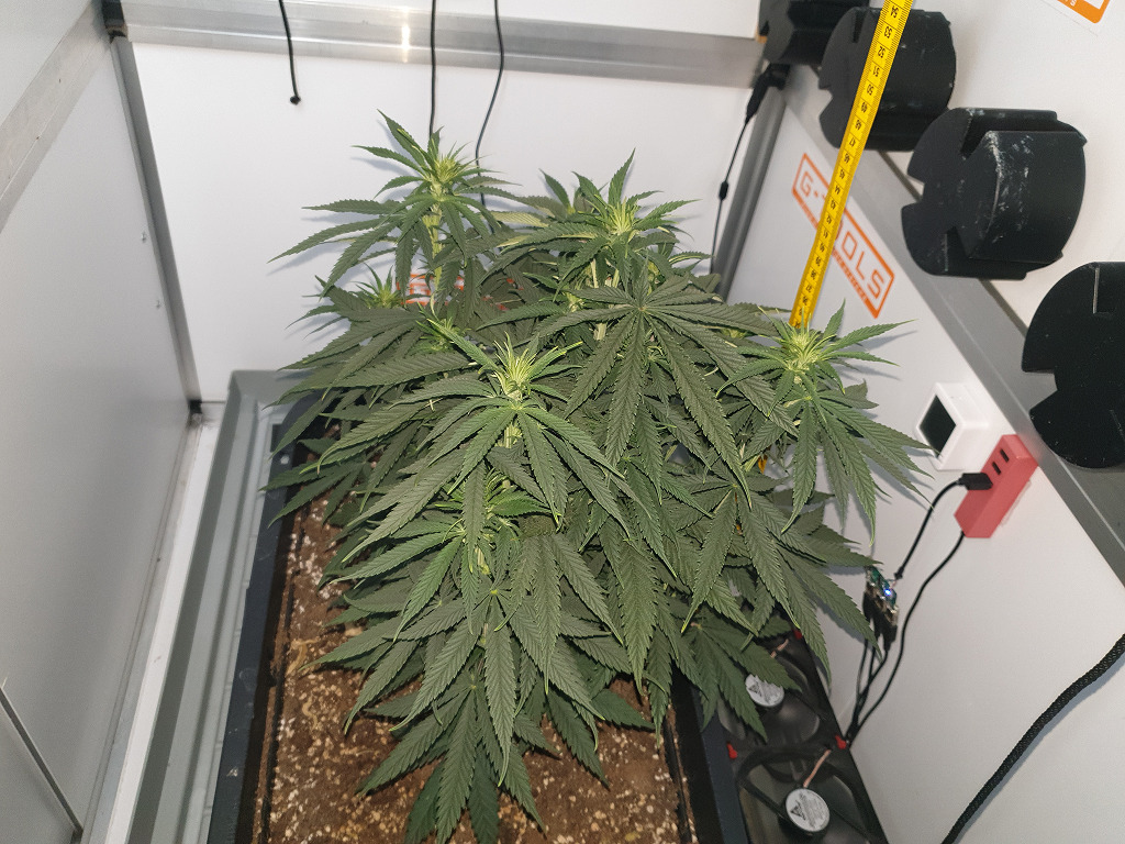 Thunder Banana CNNBS kweekkast