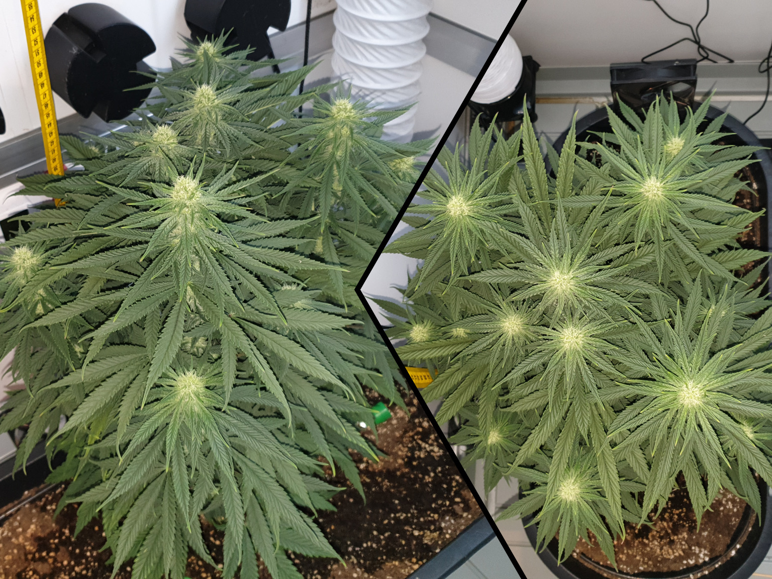 Thunder Banana bloeifase