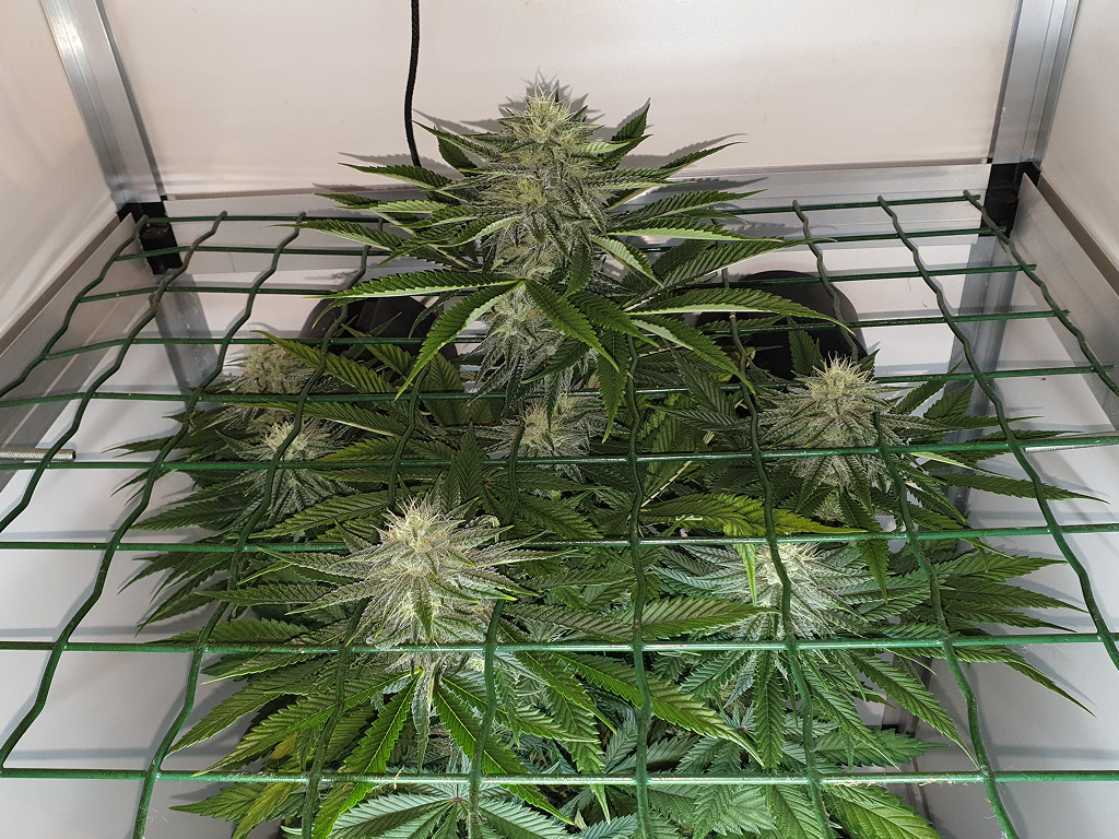 Thunder Banana CNNBS G-Kit