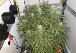 Thunder Banana in bloei