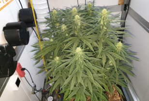 Thunder Banana in bloei