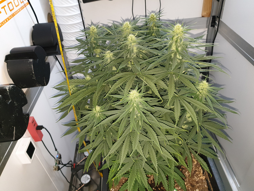 Thunder Banana in bloei