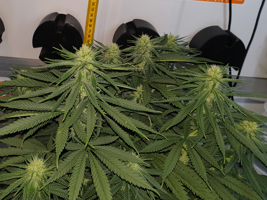 Thunder Banana hoogte