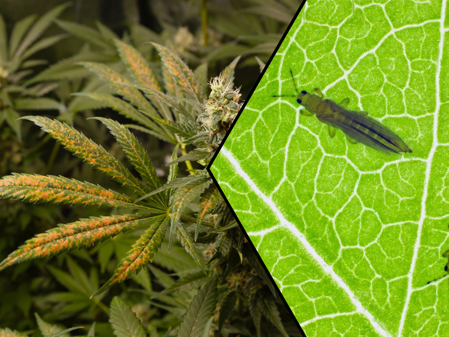 Trips schade en trips zelf