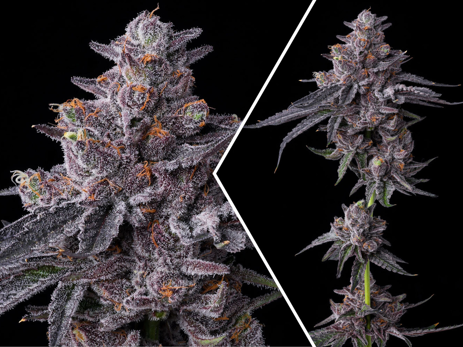 Zillions Barney's Farm