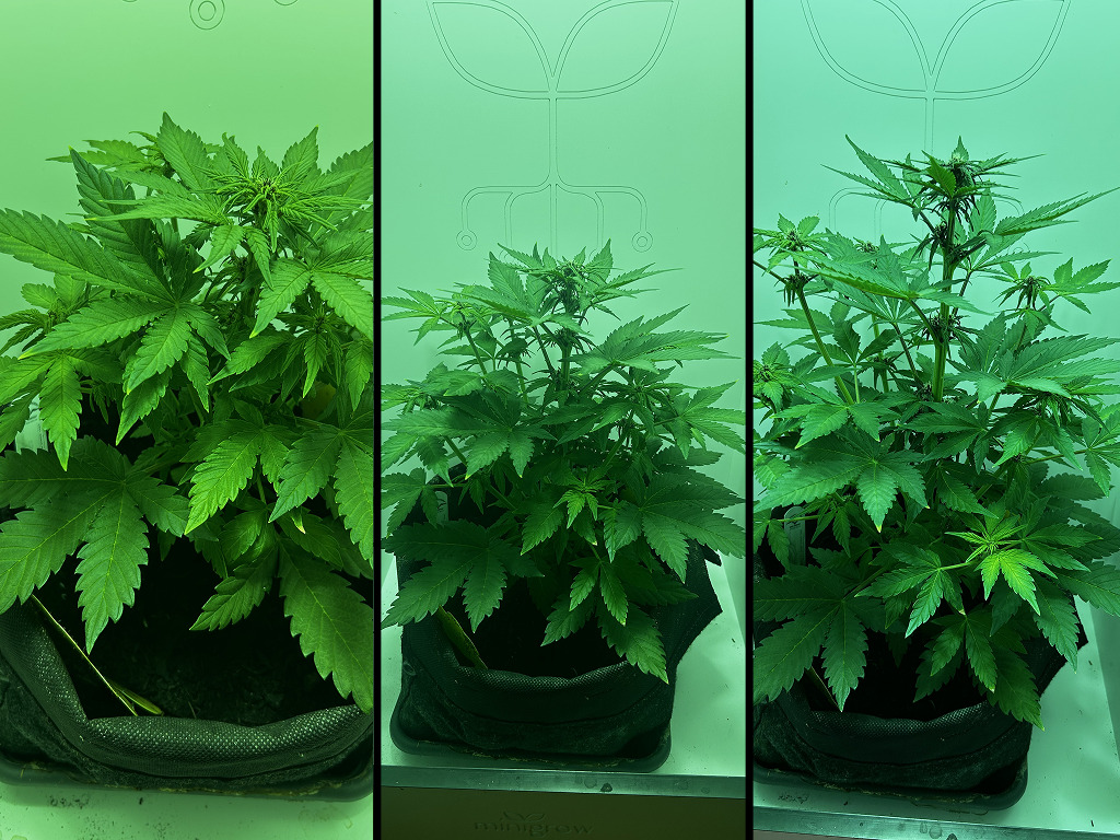 Auto Red Tropicana Cookies