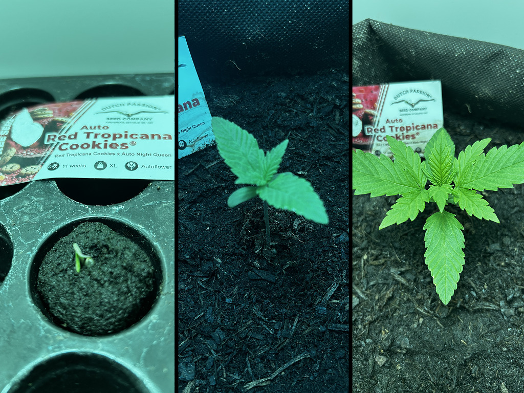 Auto Red Tropicana Cookies