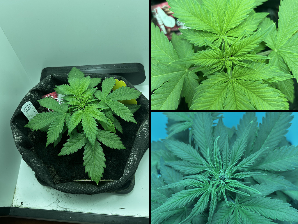 Auto Red Tropicana Cookies