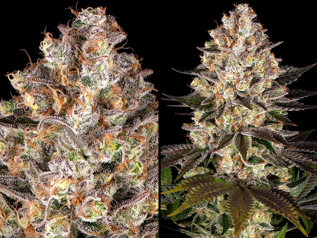 Hindu Kush van Barney's Farm