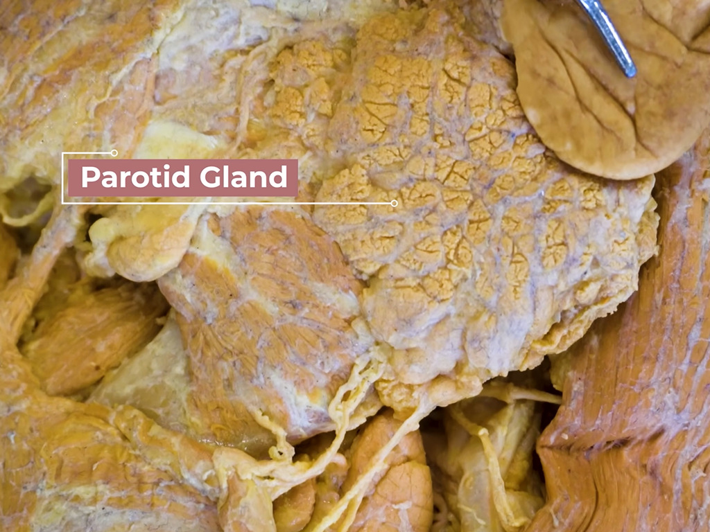 THC in het lichaam - de parotid gland