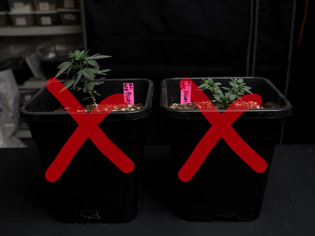 Phenohunt masterclass eliminatieronde