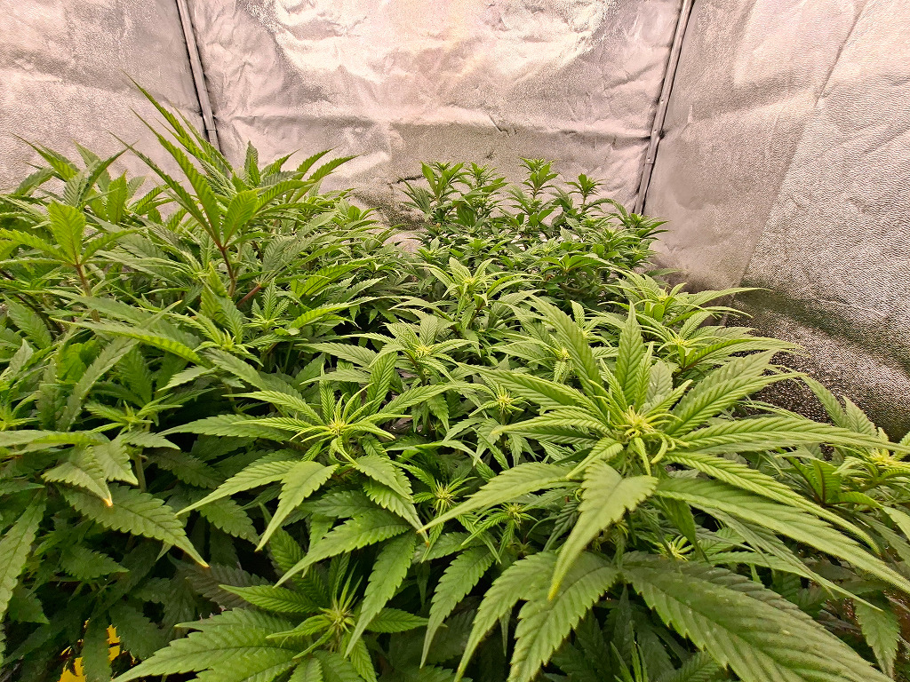 thunder banana en sneeze