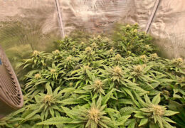 4 Happy Kemper planten en 5 Sneeze dames