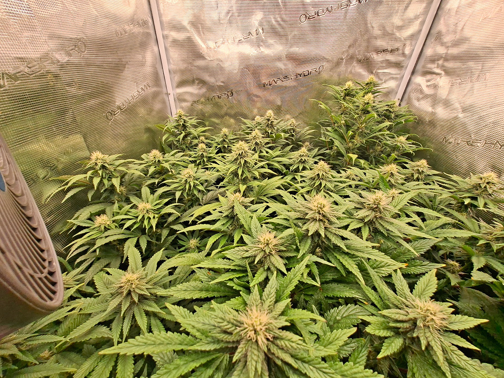 4 Happy Kemper planten en 5 Sneeze dames