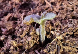 Buitenwiet Test 2026