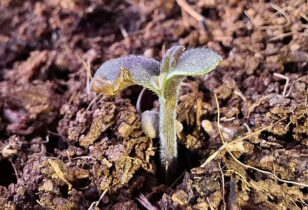 Buitenwiet Test 2026