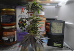 Cold Curing cannabis