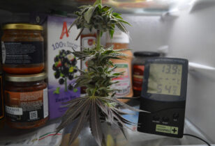 Cold Curing cannabis