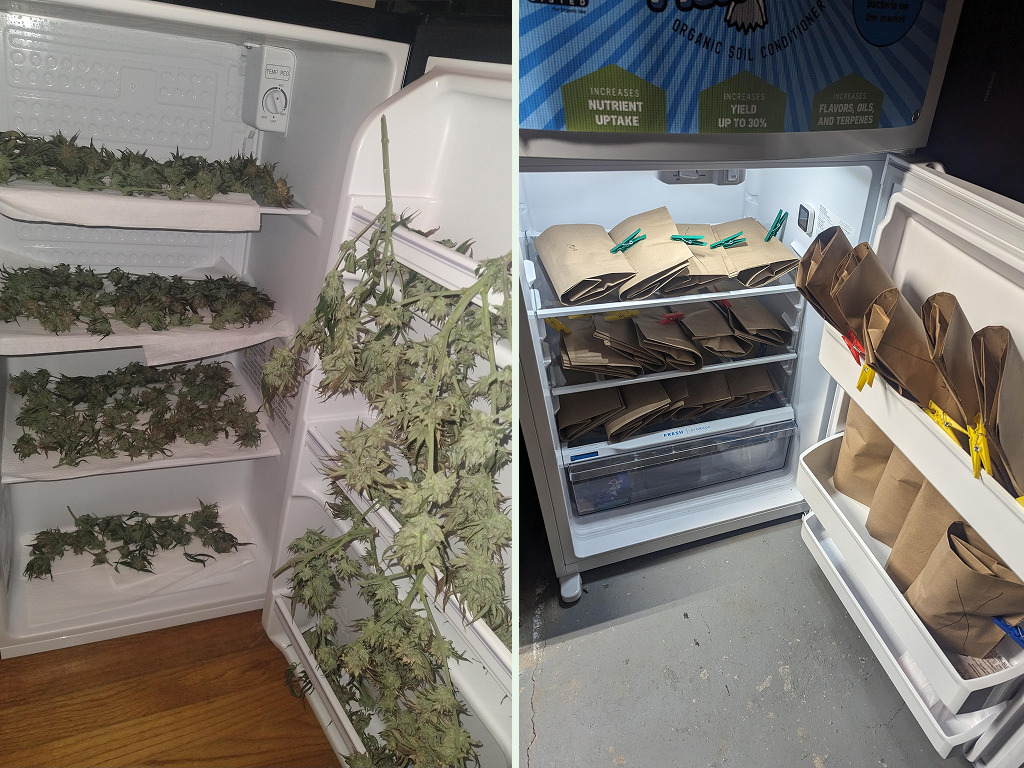 Cold Curing / Lotus Drying