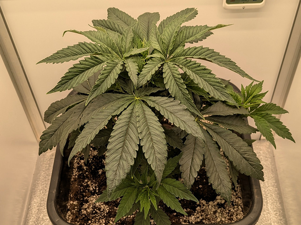 Pink Glue 12/12 onder G-Bars