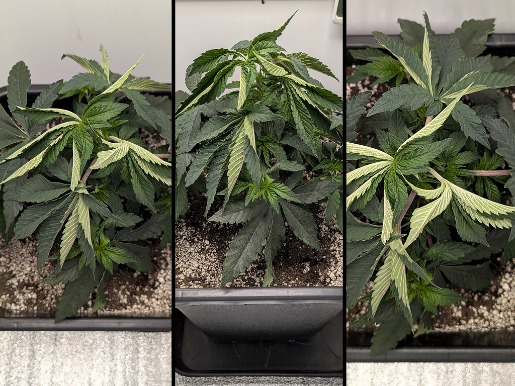 Pink Glue vreemde bladeren