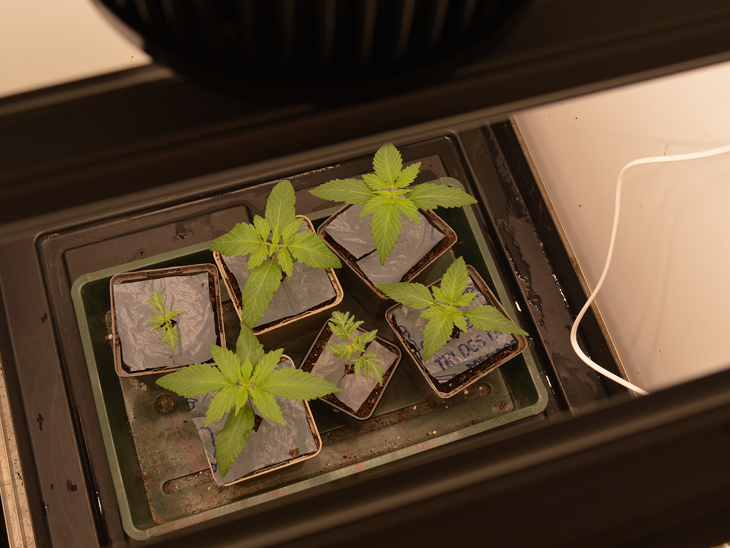 Somari's en Frosty's Purple Freaks