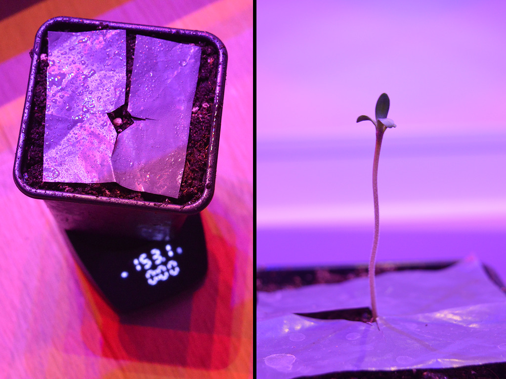 Frosty's Purple Freak zaailing