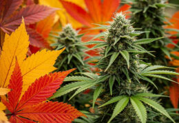 Lichtgevoelige (fotoperiode) wietplanten zijn gewoon lichtgevoelig