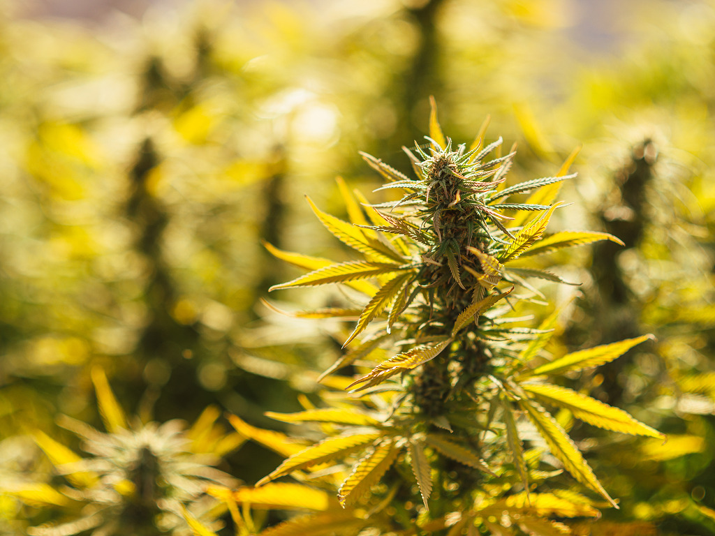 Fast Flowering wietplanten