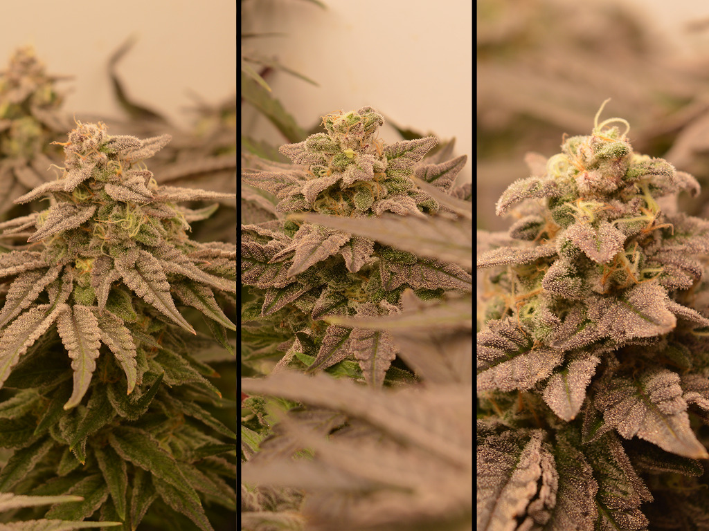 Frosty Tooth na 9 weken 12/12