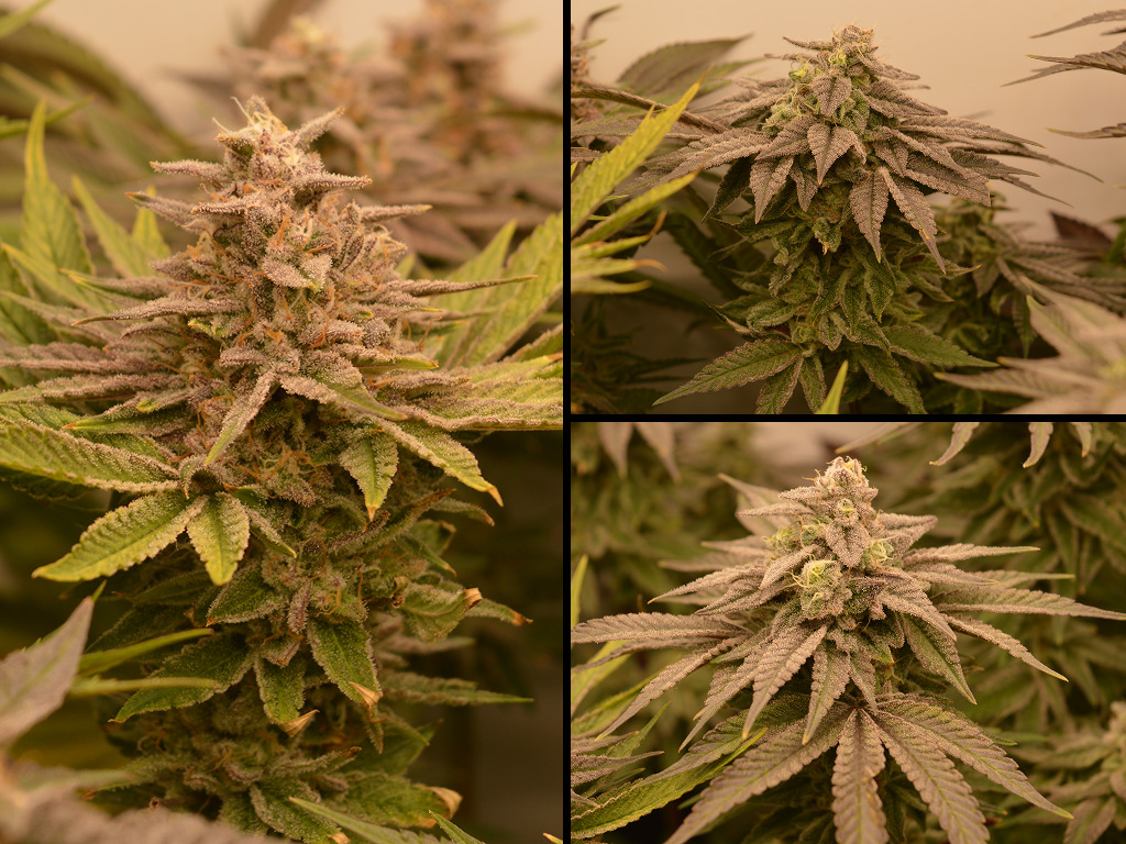 Frosty Tooth 9 weken 12/12