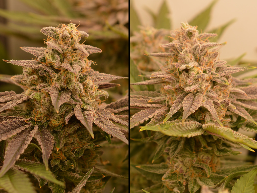 Frosty Tooth na 9 weken 12/12