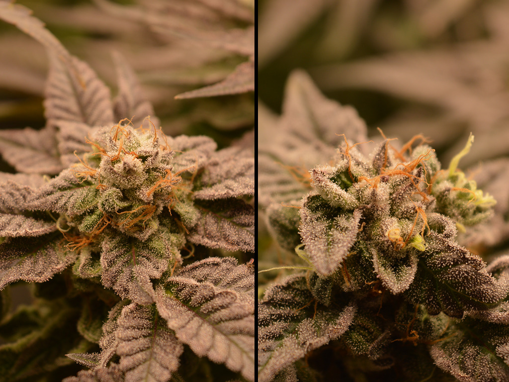 Frosty Tooth na 9 weken 12/12