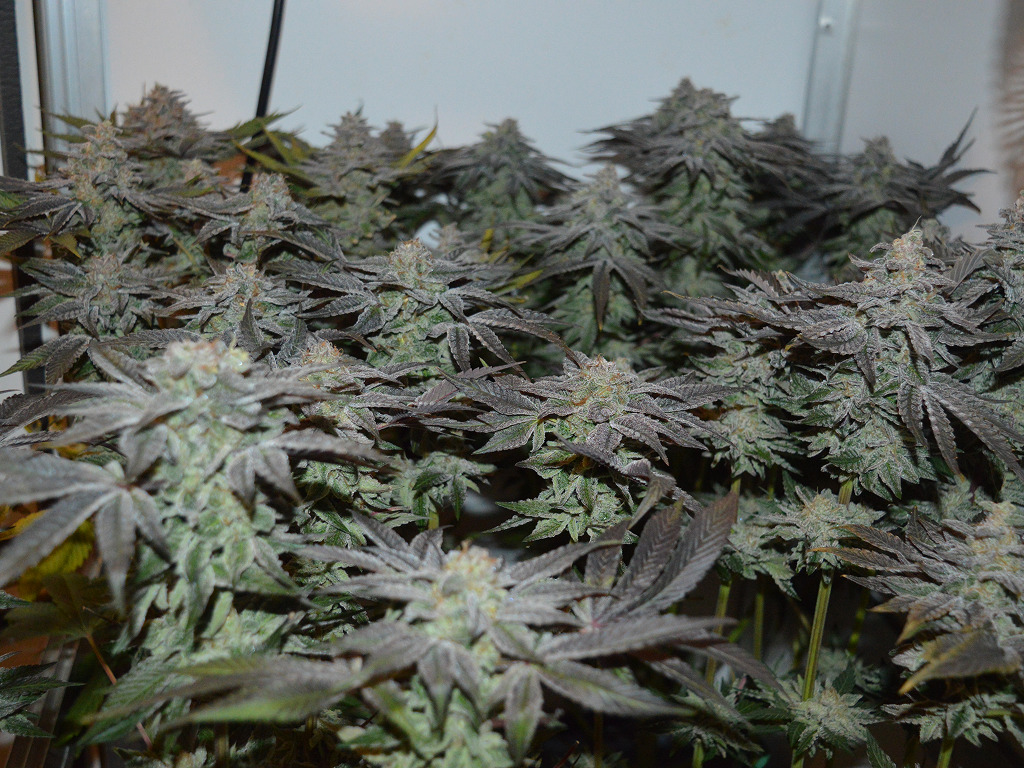 Frosty Tooth klaar voor de oogst