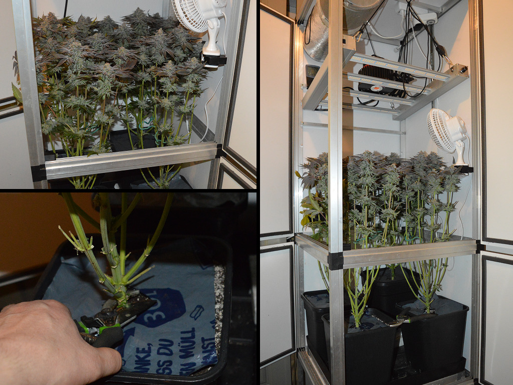 Oogst Frosty Tooth SeedStockers