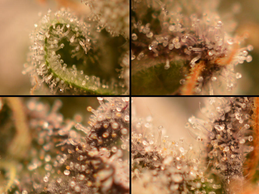 Frosty Tooth trichomen na 9 weken 12/12