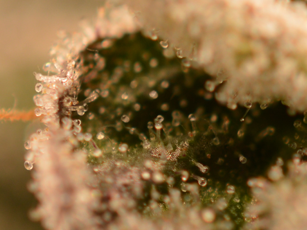 Frosty Tooth trichomen