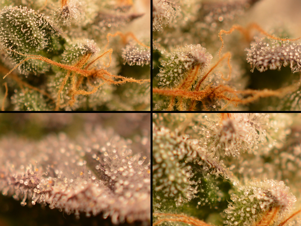 Trichomen Frosty Tooth na 9 weken 12/12