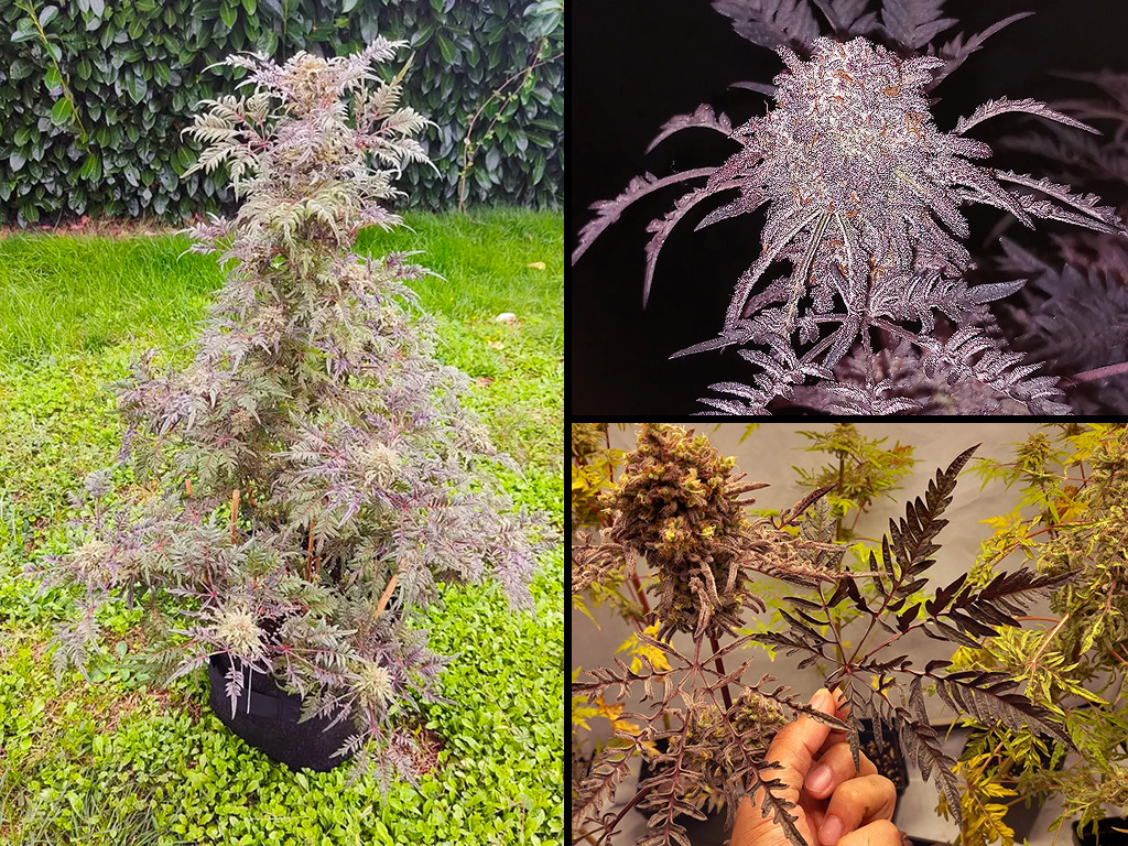 Frosty's Purple Freak van Khalifa Genetics