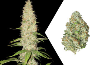 Gorilla Automatic Spliff Seeds