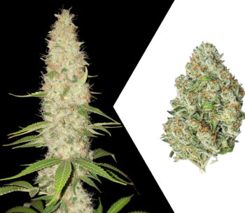 Gorilla Automatic Spliff Seeds