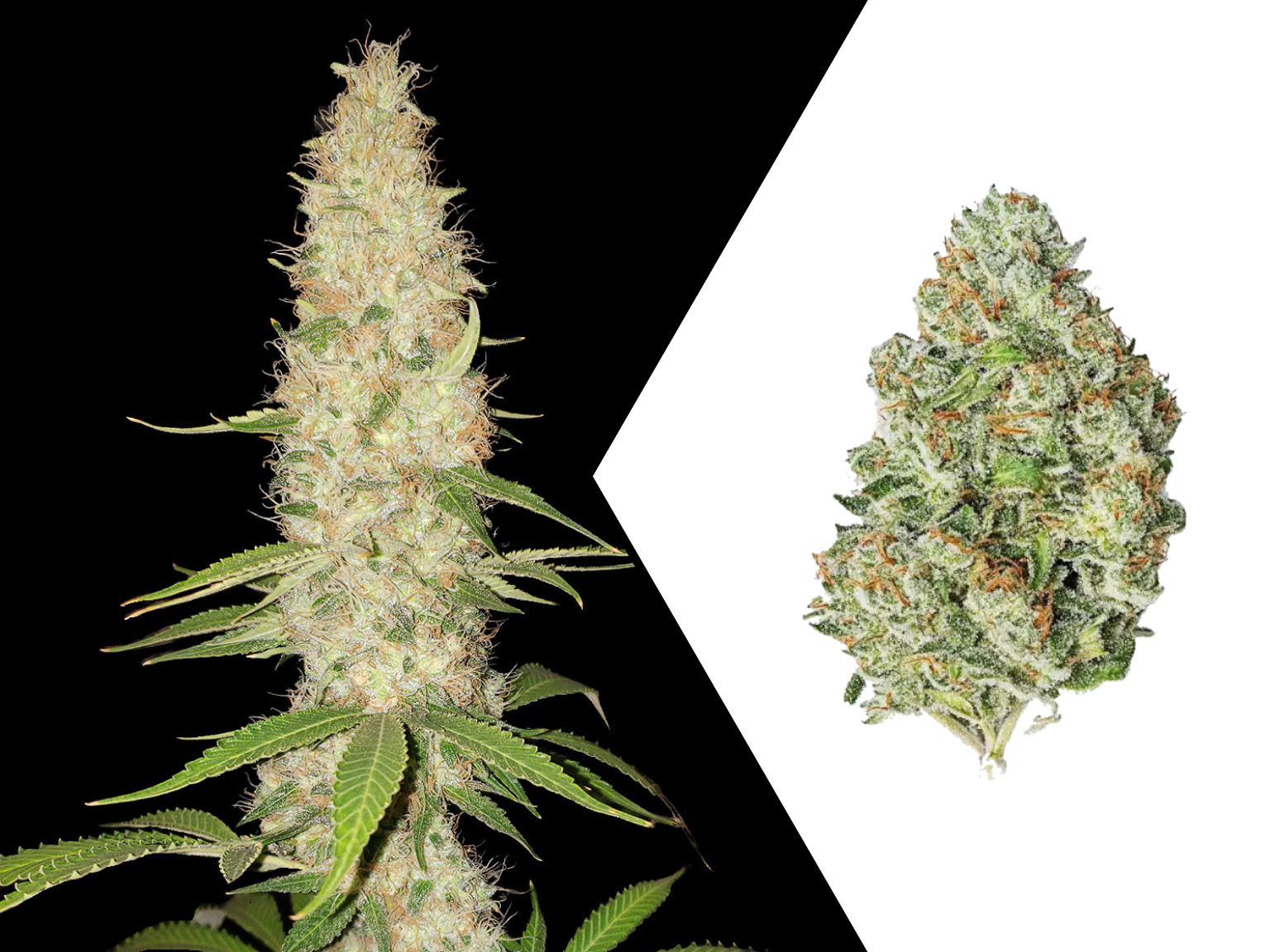 Gorilla Automatic Spliff Seeds