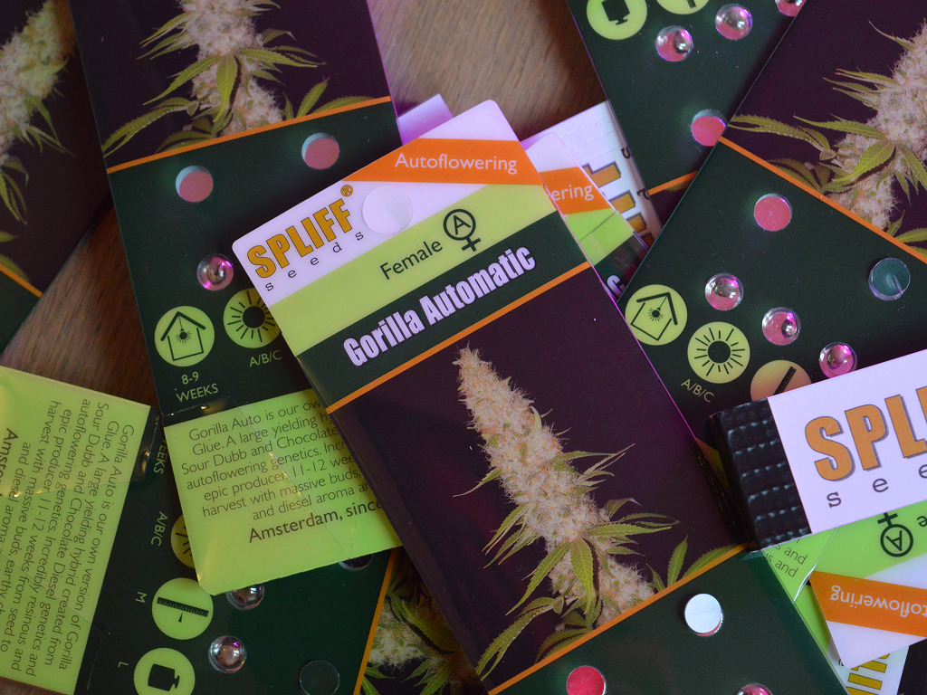 Gorilla Automatic wietzaden